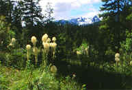 trapper bear grass.jpg (69403 bytes)